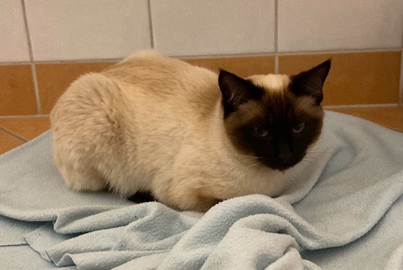 Avviso scomparsa Gatto  Femmina , 5 anni Le Mont-sur-Lausanne Svizzera