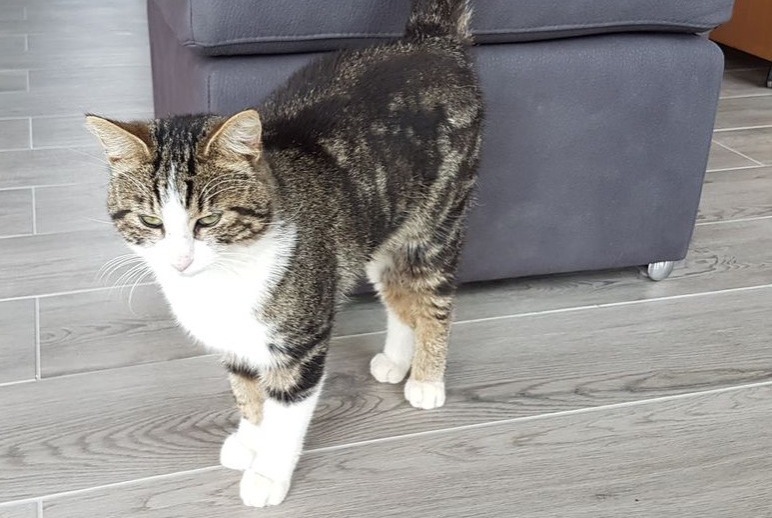 Avviso scomparsa Gatto Maschio , 9 anni Darnétal Francia