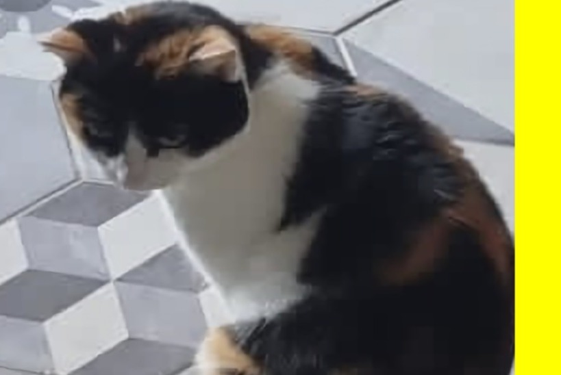 Avviso scomparsa Gatto Femmina , 7 anni Villemaréchal Francia