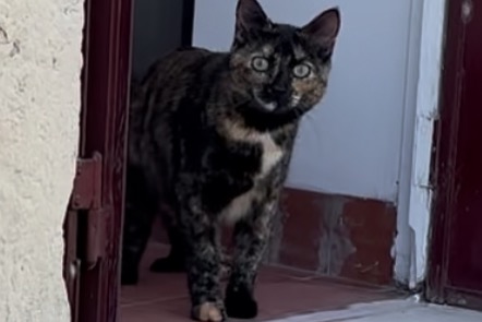 Avviso scomparsa Gatto Femmina , 1 anni Dry Francia