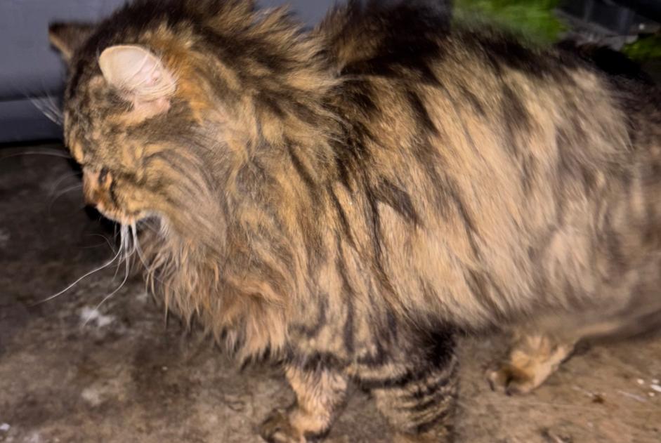 Avviso Ritrovamento Gatto Non conosciuta Carrières-sous-Poissy Francia