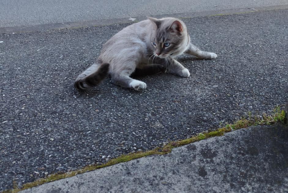 Avviso Ritrovamento Gatto Non conosciuta Annecy Francia