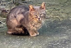 Avviso Ritrovamento Gatto Non conosciuta Caudry Francia