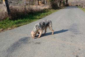 Ontdekkingsalarm Hond  Mannetje Roquecourbe Frankrijk