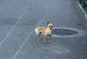 Ontdekkingsalarm Hond  Mannetje Vénissieux Frankrijk