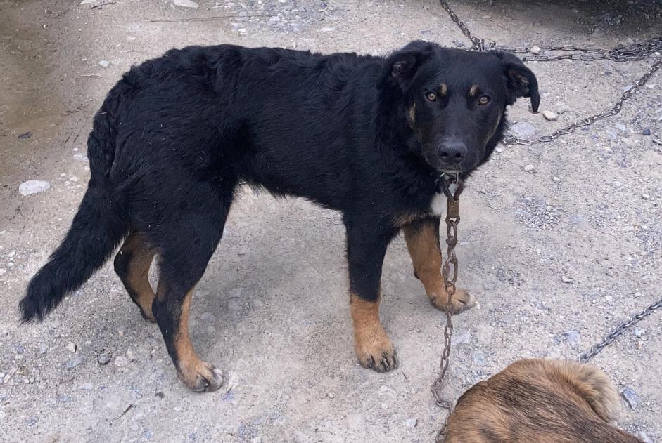 Verdwijningsalarm Hond rassenvermenging Mannetje , 2 jaar Châteauroux-les-Alpes Frankrijk