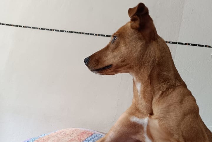 Verdwijningsalarm Hond rassenvermenging Vrouwtje , 2 jaar San Rocco Seno d'Elvio Italië