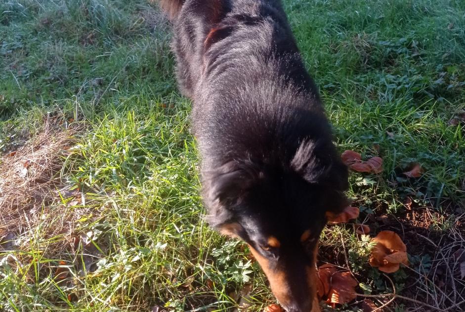 Alerta desaparecimento Cão  Macho , 2 anos Ath Belgium