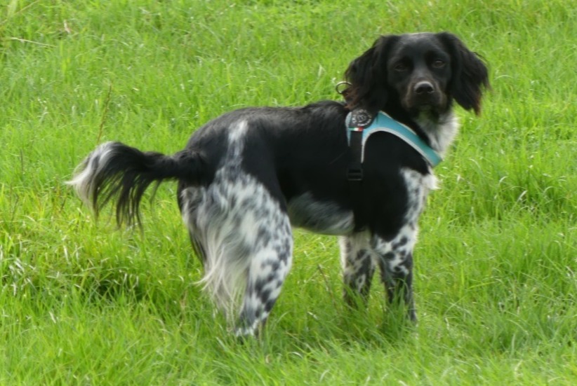 Alerta desaparecimento Cão  Fêmea , 3 anos Comines-Warneton Belgium