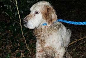 Alerta descoberta Cão  Macho Vannes France