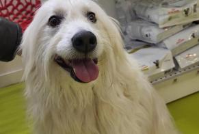 Alerta descoberta Cão Fêmea Les Sables-d'Olonne France