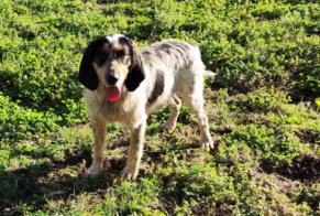 Alerta descoberta Cão Macho Poudenas France