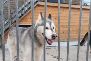 Alerta descoberta Cão  Macho Durbuy Belgium