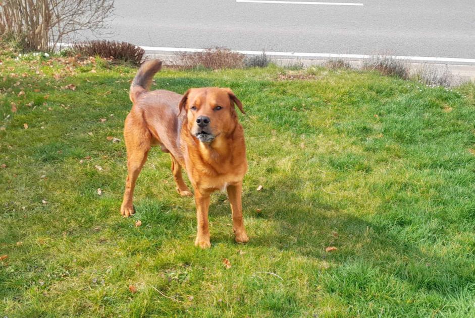 Alerta descoberta Cão Macho Stoumont Belgium