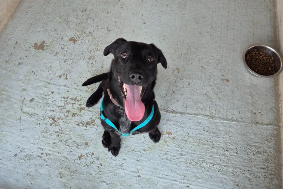 Alerta descoberta Cão cruzamento Macho Maisons-Laffitte France