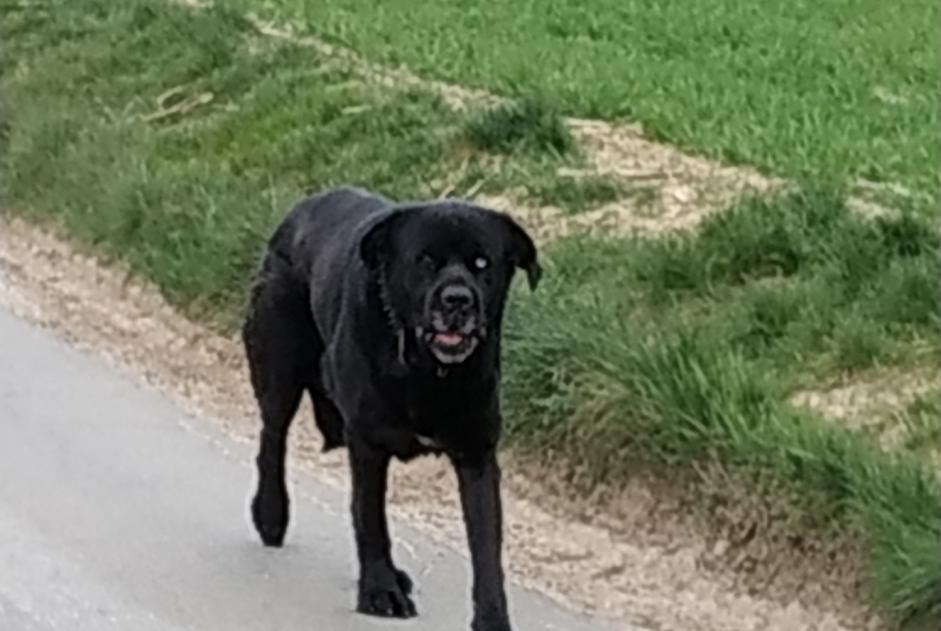 Alerta descoberta Cão Desconhecido Dives France