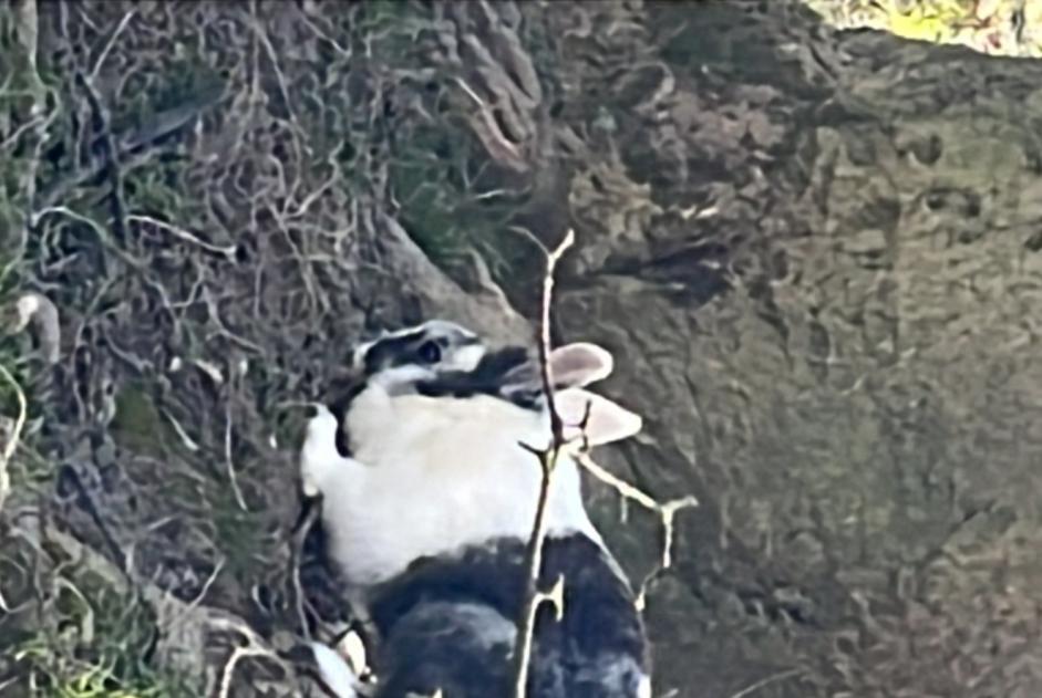 Alerta descoberta Coelho Desconhecido Bruxelles Belgium