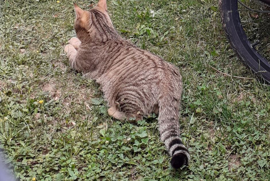 Alerta desaparecimento Gato cruzamento Macho , 3 anos Gy Switzerland