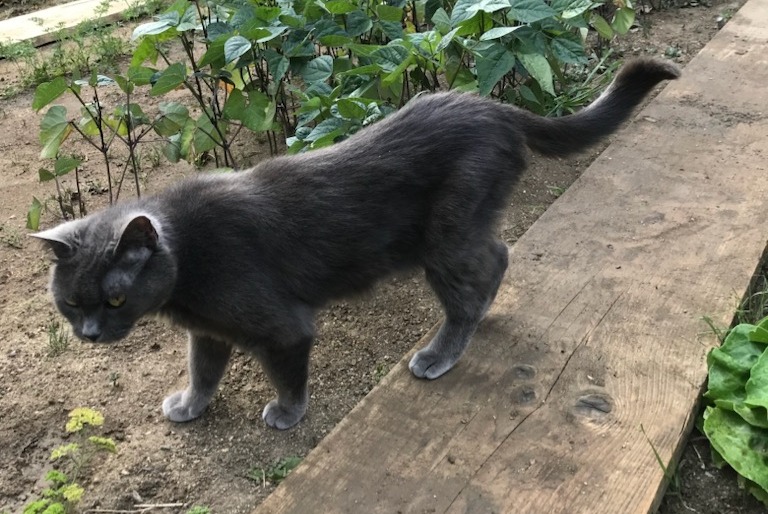 Alerta desaparecimento Gato Fêmea , 17 anos Saint-Pierre-en-Auge France