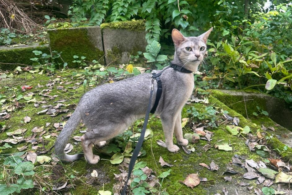 Alerta desaparecimento Gato  Macho , 4 anos Idar-Oberstein Germany