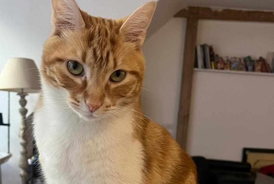 Alerta desaparecimento Gato Macho , 3 anos Paris France