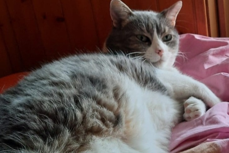 Alerta desaparecimento Gato cruzamento Macho , 9 anos Champéry Switzerland