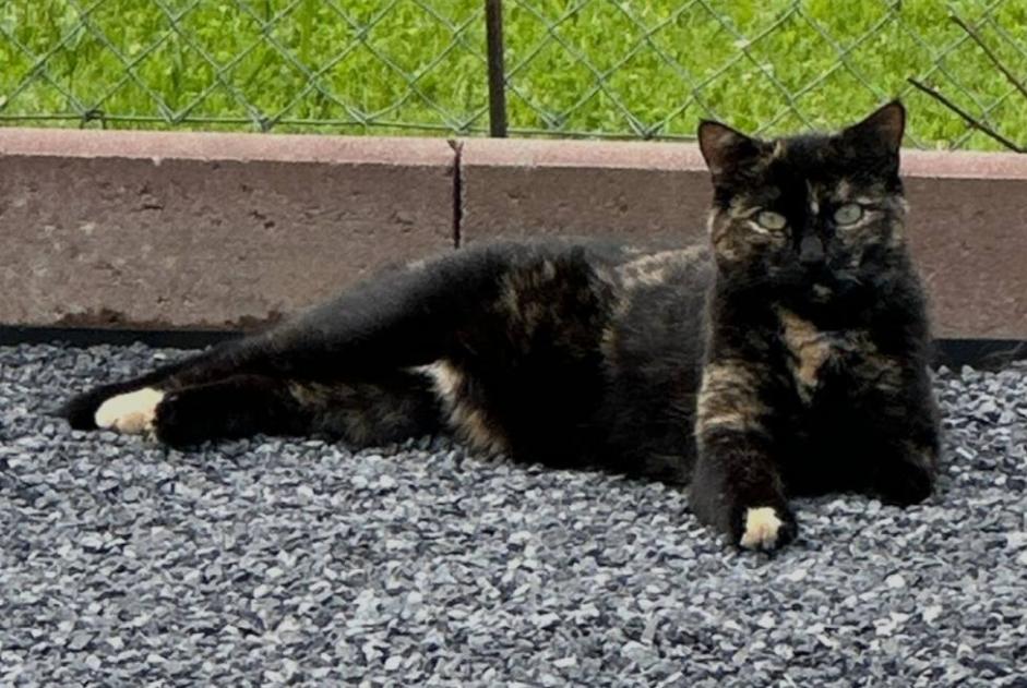 Alerta desaparecimento Gato Fêmea , 60 anos Châtel-Saint-Denis Switzerland