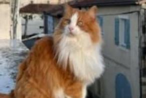 Alerta desaparecimento Gato  Macho , 11 anos Vic-Fezensac France