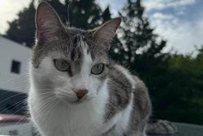 Alerta desaparecimento Gato Fêmea , 4 anos Gagnac-sur-Garonne France