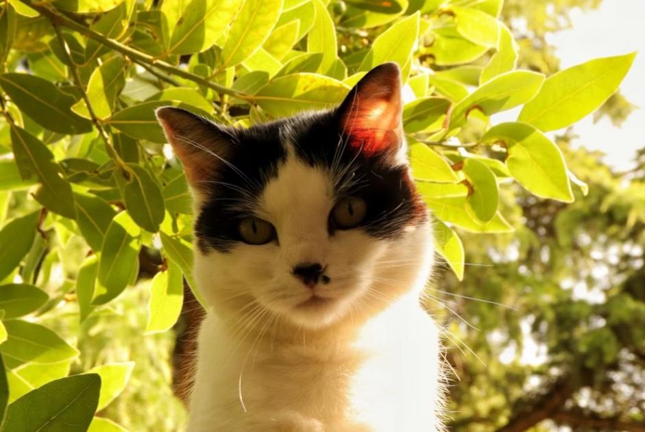 Alerta desaparecimento Gato Fêmea , 9 anos Orléans France