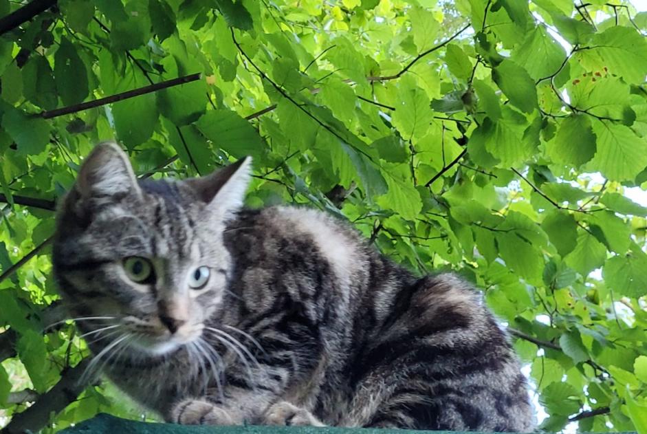 Alerta desaparecimento Gato cruzamento Macho , 2 anos Ottignies-Louvain-la-Neuve Belgium