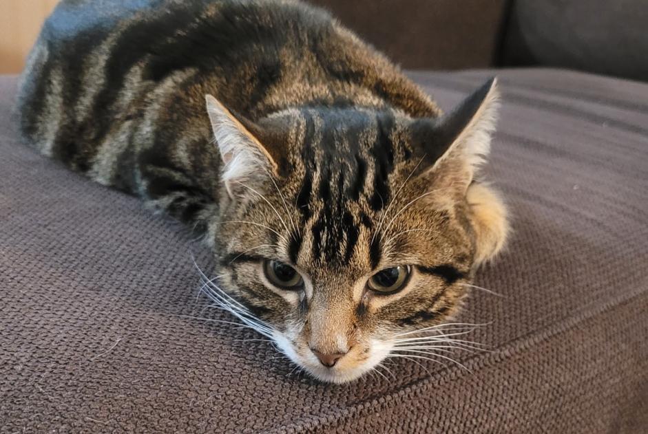 Alerta desaparecimento Gato Macho , 1 anos Saint-Pierre-des-Corps France