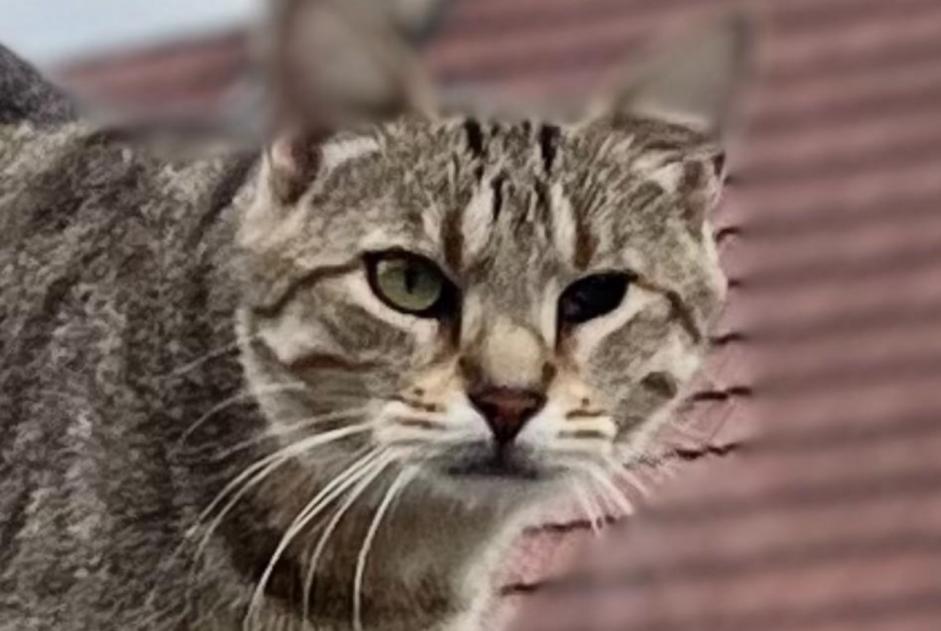 Alerta desaparecimento Gato cruzamento Macho , 7 anos Veyrier Switzerland