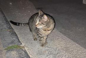 Alerta descoberta Gato Macho Liège Belgium