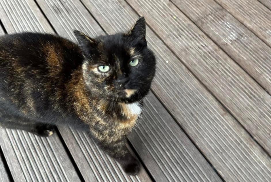 Alerta descoberta Gato Fêmea , 3 anos Massongex Switzerland