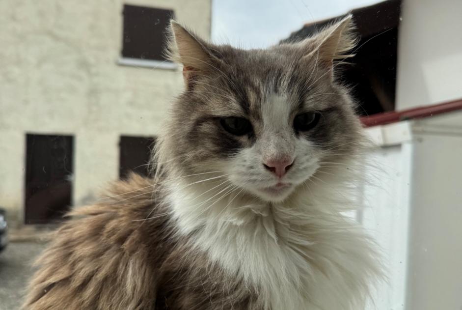 Alerta descoberta Gato Fêmea Bonnut France